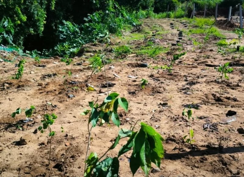 Depto. de Meio Ambiente realiza plantio de mudas para controle de erosão em área do bairro do Parque do Sol Nascente