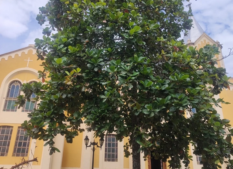 Árvore Sete Copas será substituída na Praça Matriz