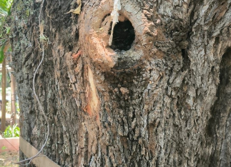 Preservação da Biodiversidade na Reforma da Praça Matriz