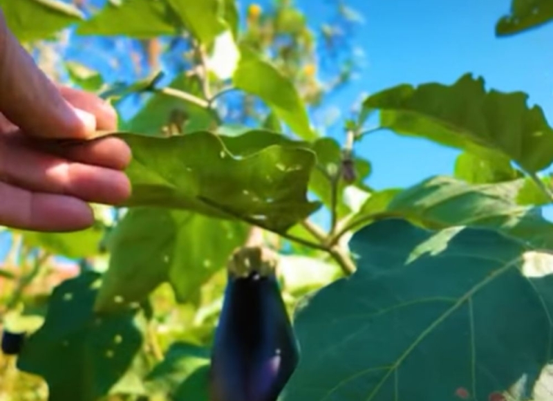 Transformação Pela Natureza: O Milagre da Floresta Viva!