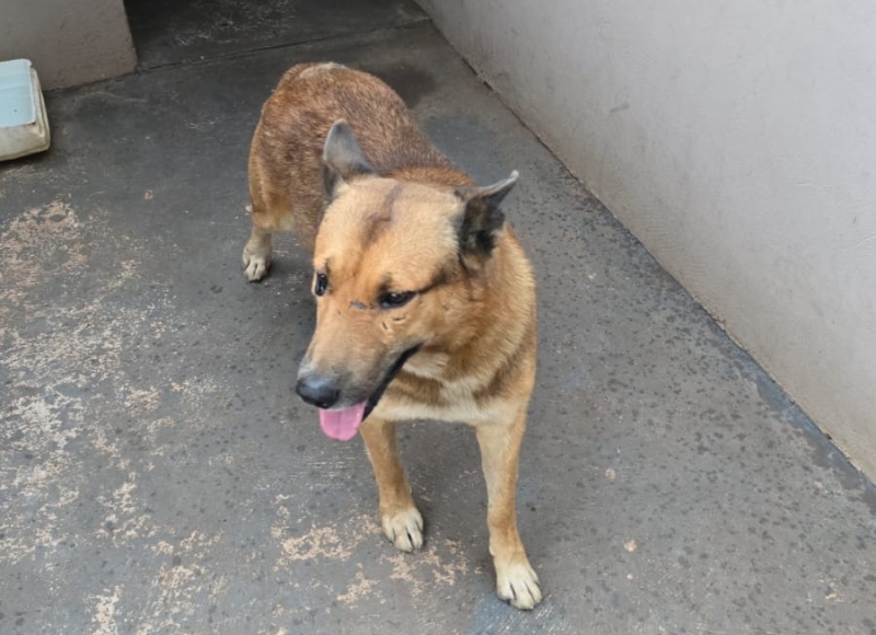 Prefeito Omar Nagib visita ponto de apoio do Serviço de Recolhimento de Animais