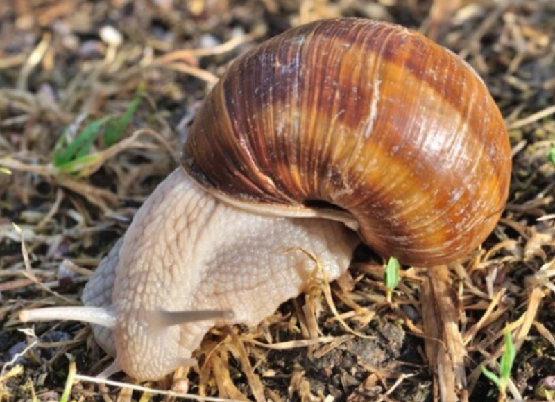 Setor de Controle de Vetores e Endemias monitora a presença do caramujo africano e orienta sobre medidas preventivas