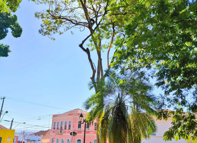 Revitalização Ambiental: Cuidados com as Árvores na Praça