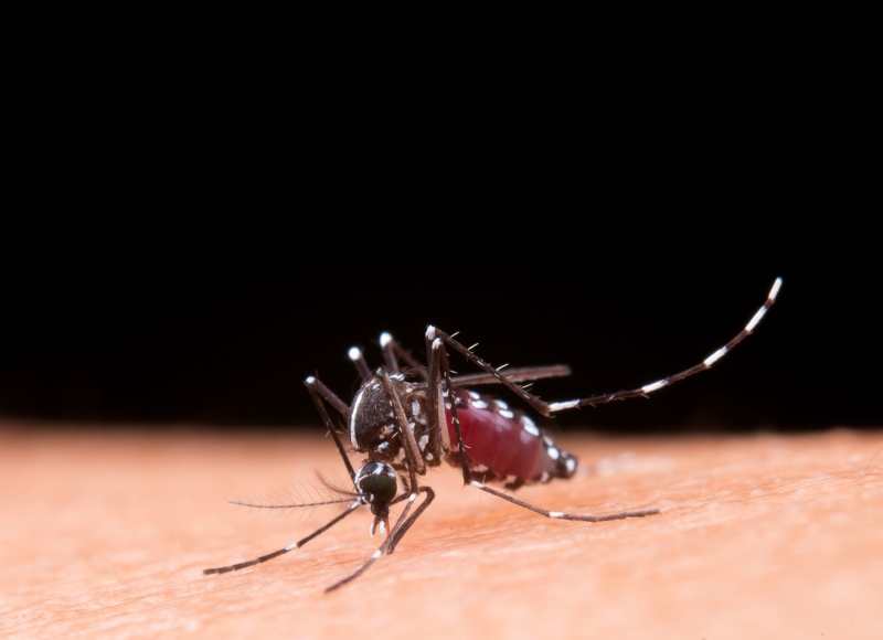 Boletim Epidemiológico da Dengue: Ação conjunta é fundamental!