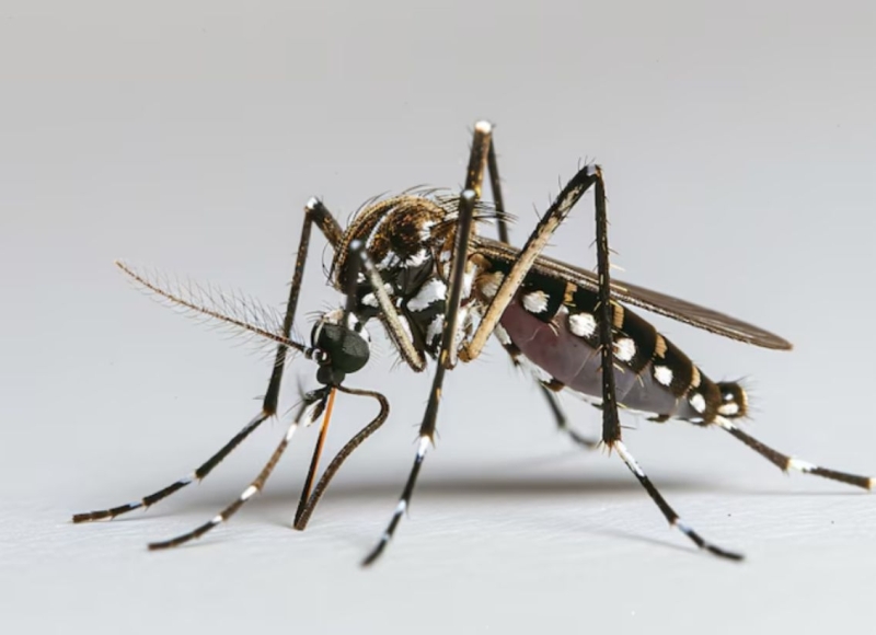 Setor de Controle de Endemias apresenta resultados da ADL e Monitoramento de Armadilha em outubro de 2025