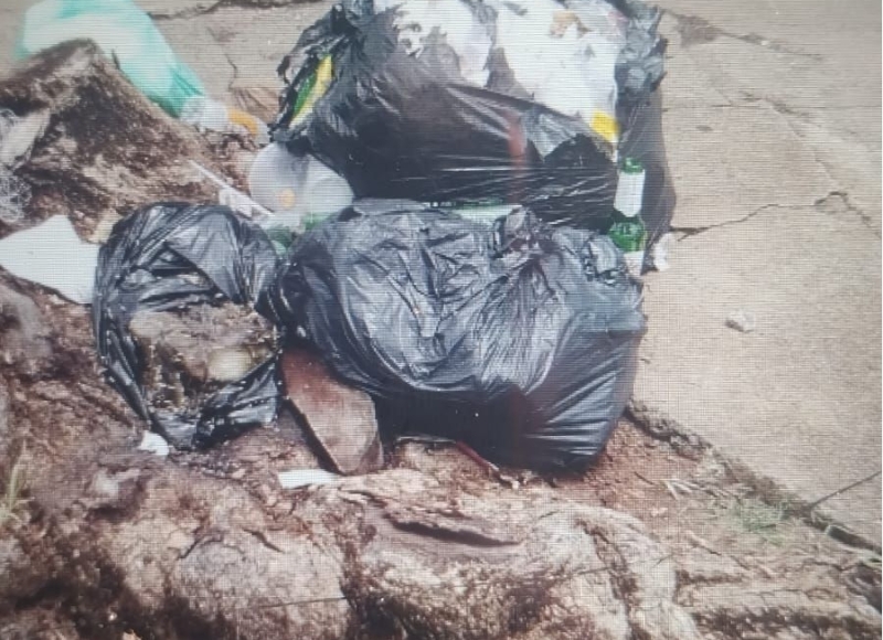 Descarte irregular de animal morto