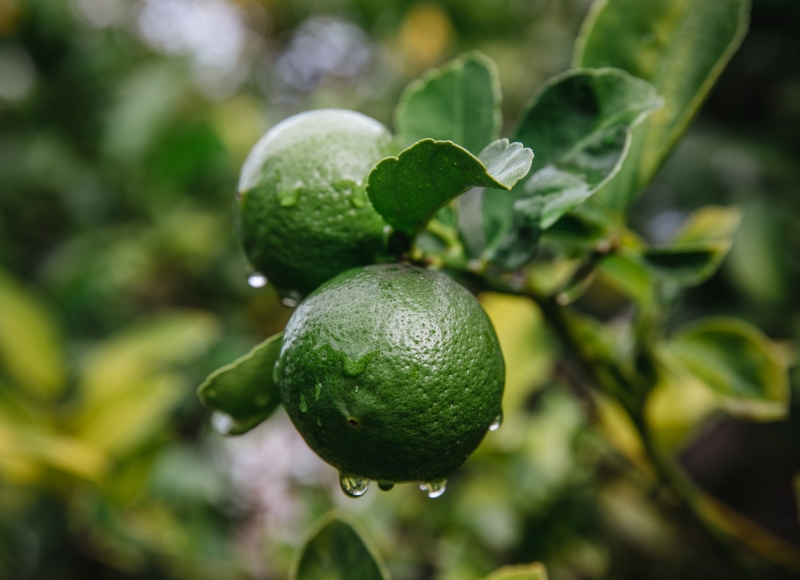  PRODUTOR RURAL: Se você é produtor de citros, fique atento ao prazo final para a entrega do Relatório Cancro/Greening