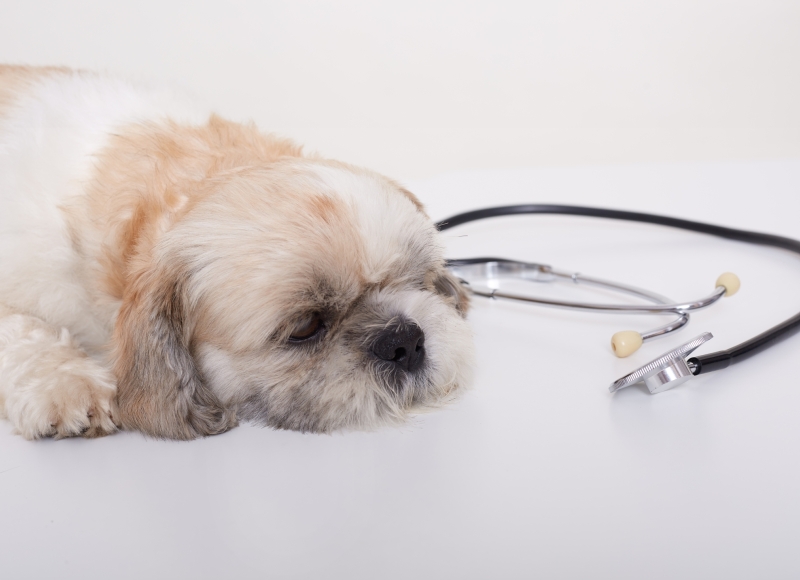 Serviço Veterinário Municipal alerta sobre PARVOVIROSE E CINOMOSE!