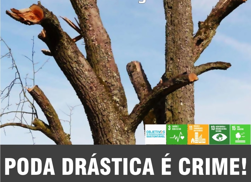 Poda Drástica de árvores é crime ambiental e pode gerar multa
