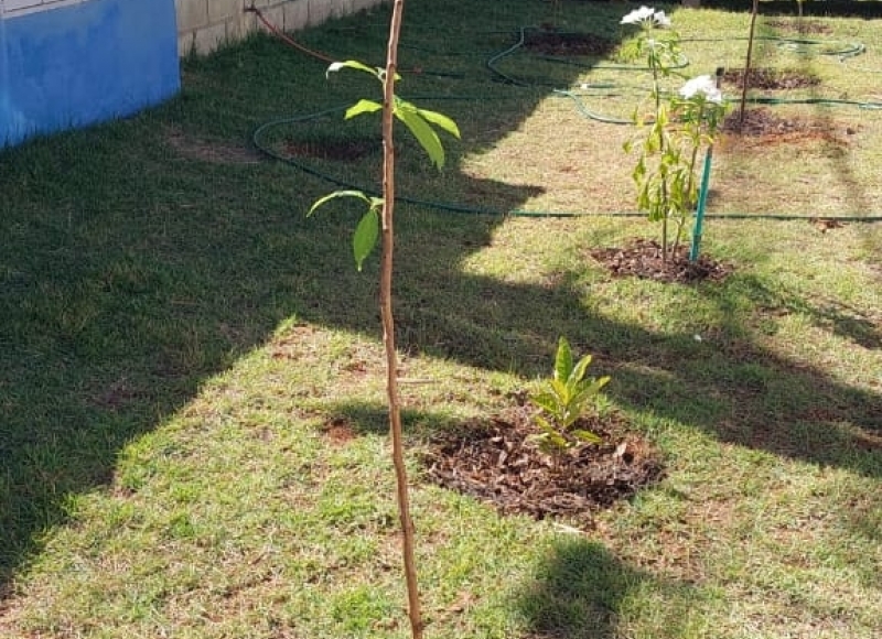 Ação Ambiental Beneficia Creche Izadora com plantio de Árvores de Crescimento Rápido para Sombreamento do Parquinho