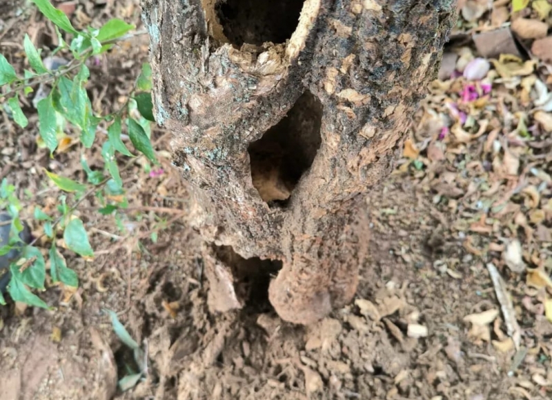 Recuperação das Primaveras da Praça da Matriz: Departamento de Meio Ambiente intensifica cuidados