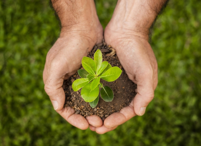 Santa Rosa de Viterbo lança Disque Árvore para incentivar o plantio urbano