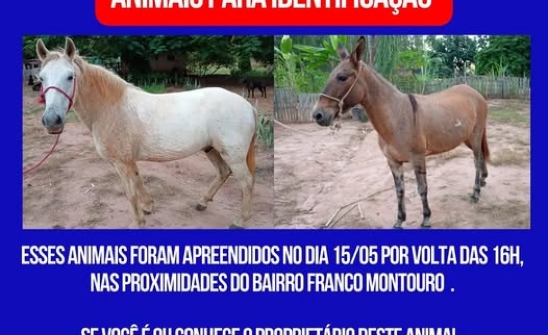 ATENÇÃO - ANIMAIS PARA IDENTIFICAÇÃO