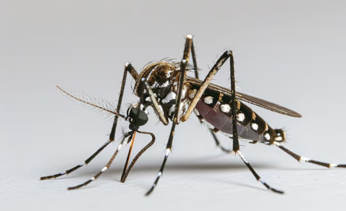 Atualização dos Boletins da Dengue e COVID-19