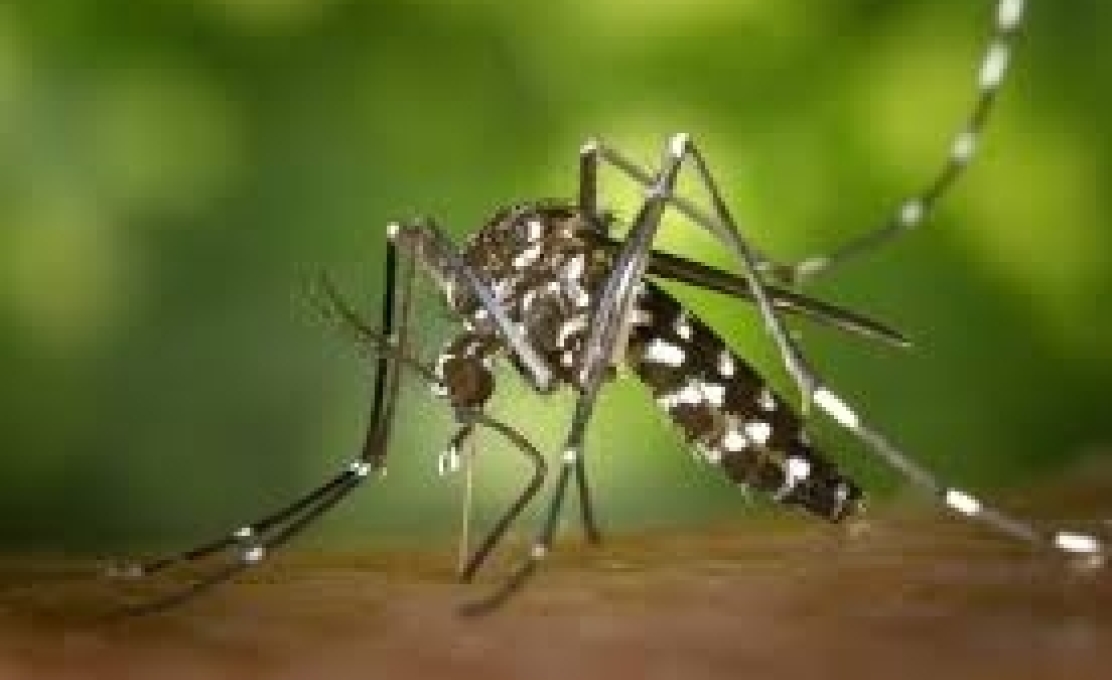 Atualização dos Boletins da Dengue e COVID-19