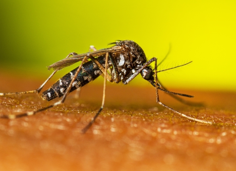 Atualização dos Boletins da Dengue e COVID-19