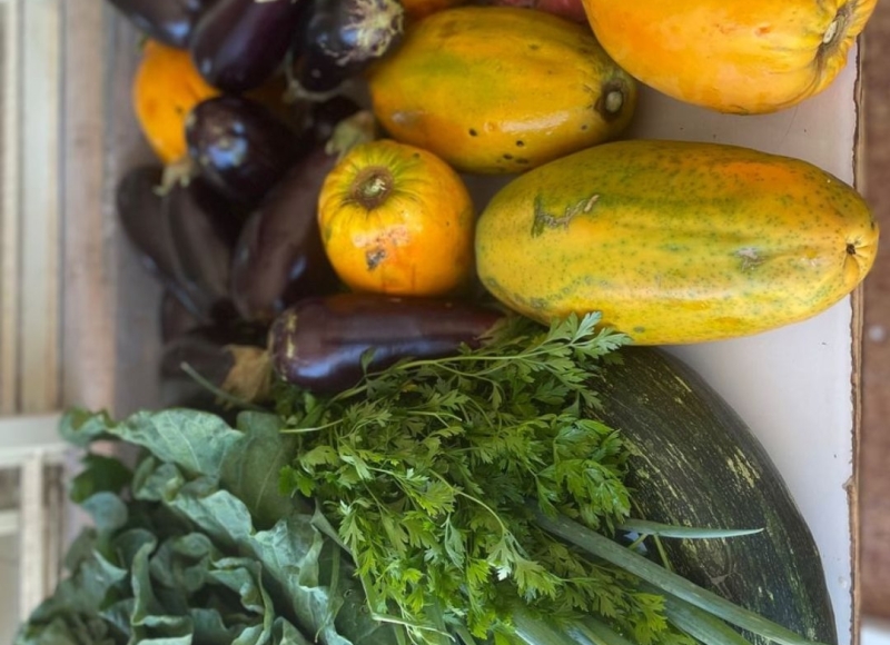 Da Agrofloresta à Mesa: Alimento Fresco e Solidariedade!