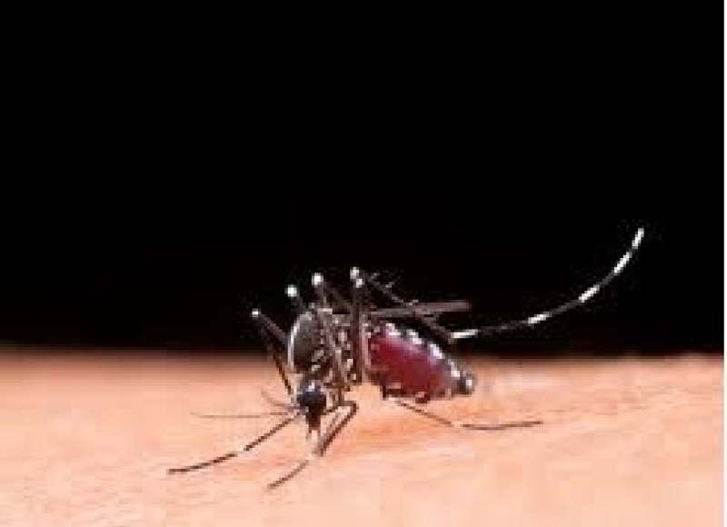 Boletins Epidemiológicos da Dengue e da Covid-19