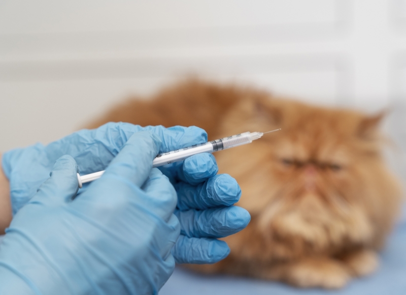 Segunda-feira haverá vacinação Antirrábica em cães e gatos na Praça de Nhumirim